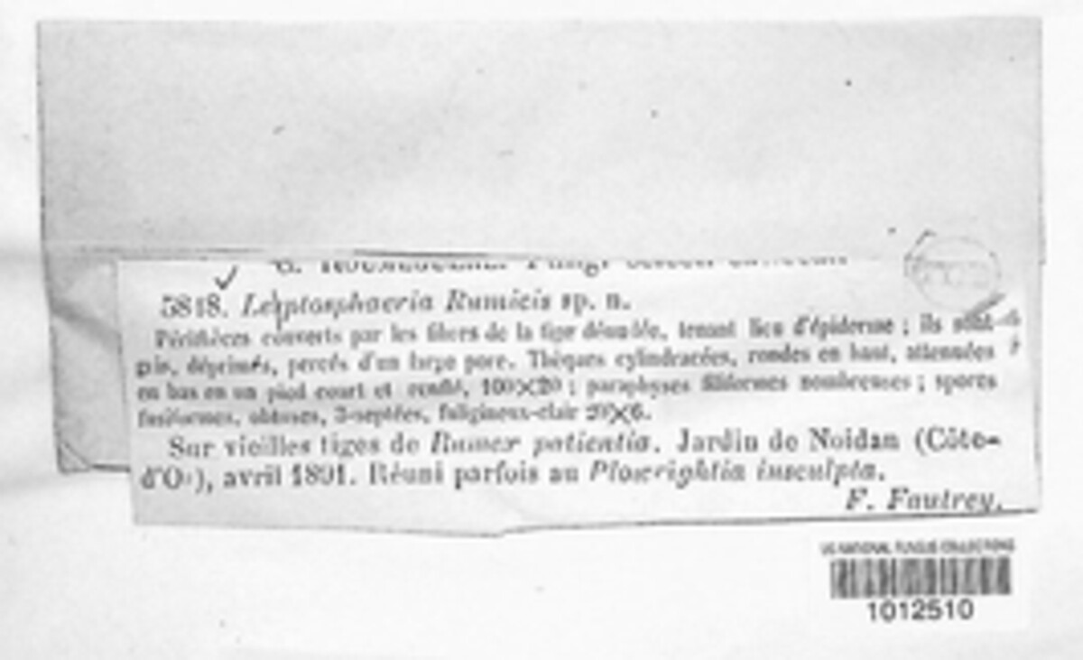 Leptosphaeria rumicicola image